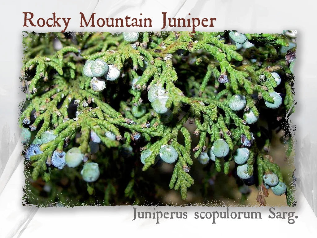 Rocky Mountain Juniper Hydrosol (Juniperus scopulorum Sarg.)