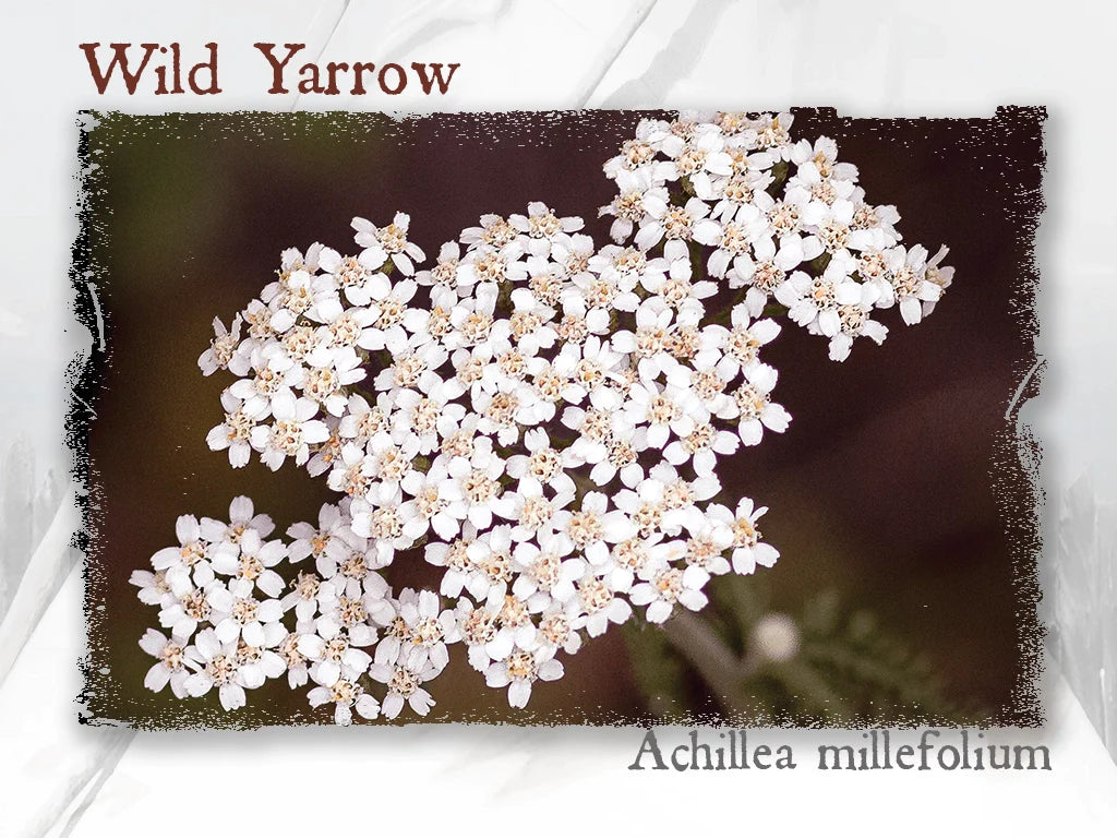 Wild Yarrow Hydrosol (Achillea millefolium)