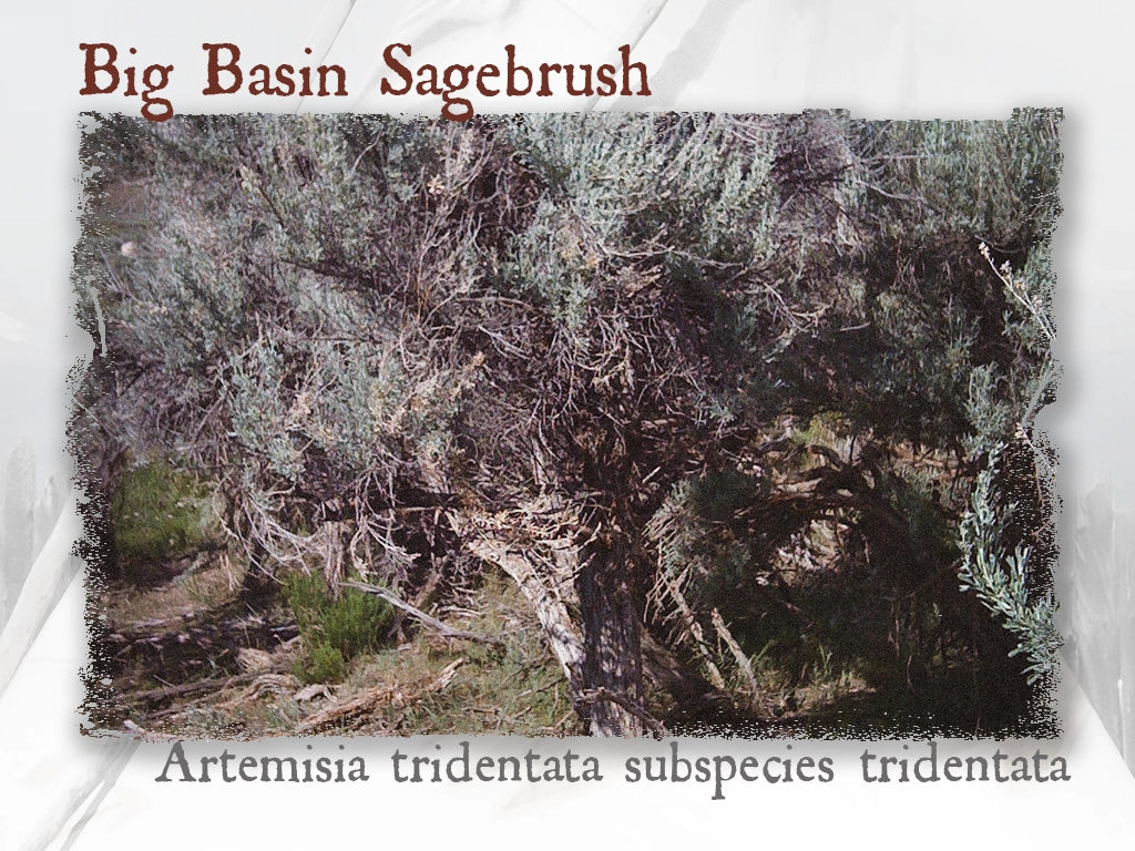 Basin Big Sagebrush Hydrosol (Artemisia tridentata subspecies tridentata)
