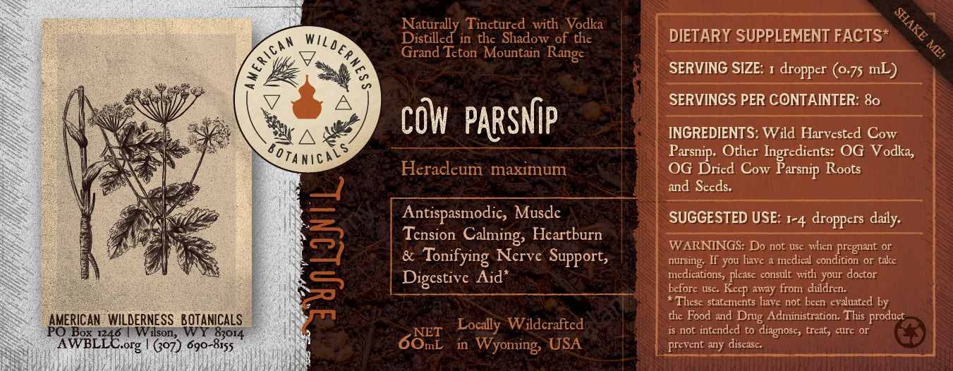 Cow Parsnip Tincture (Heracleum maximum)