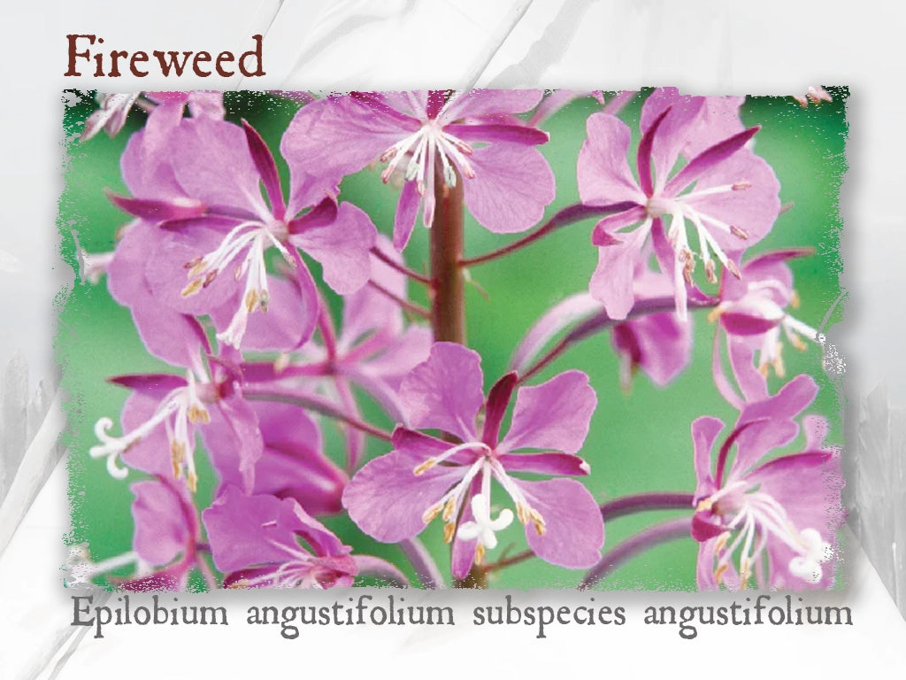 Fireweed Hydrosol (Epilobium angustifolium subspecies angustifolium)