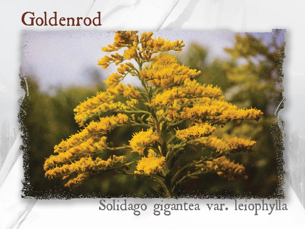 Wild Goldenrod Essential Oil (Solidago gigantea var. leiophylla)
