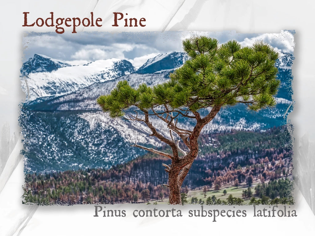 Lodgepole Pine Essential Oil (Pinus contorta subspecies latifolia)