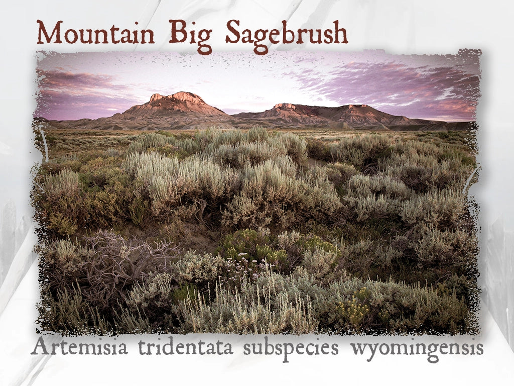 Mountain Big Sagebrush Hydrosol (Artemisia tridentata subspecies wyomingensis)