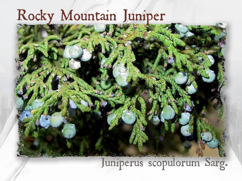 Rocky Mountain Juniper Essential Oil (Juniperus scopulorum Sarg.)