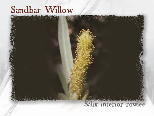 Sandbar Willow Essential Oil (Salix interior rowlee)