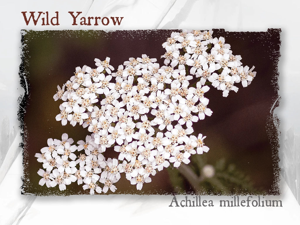 Wild Yarrow Essential Oil (Achillea millefolium)