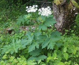 Cow Parsnip Tincture (Heracleum maximum)