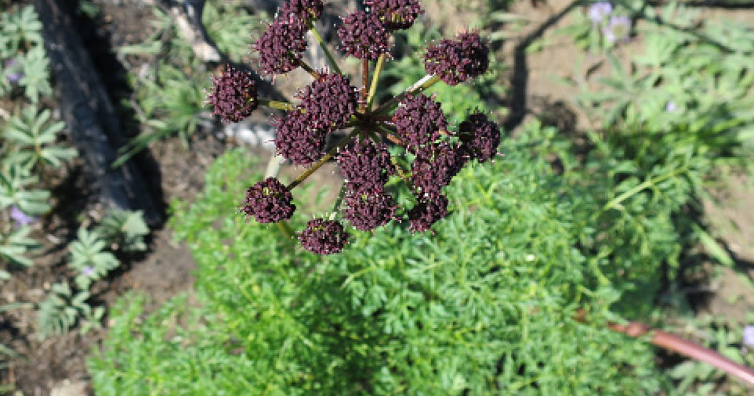 A New Medicinal Botanical Tincture Available in Early December