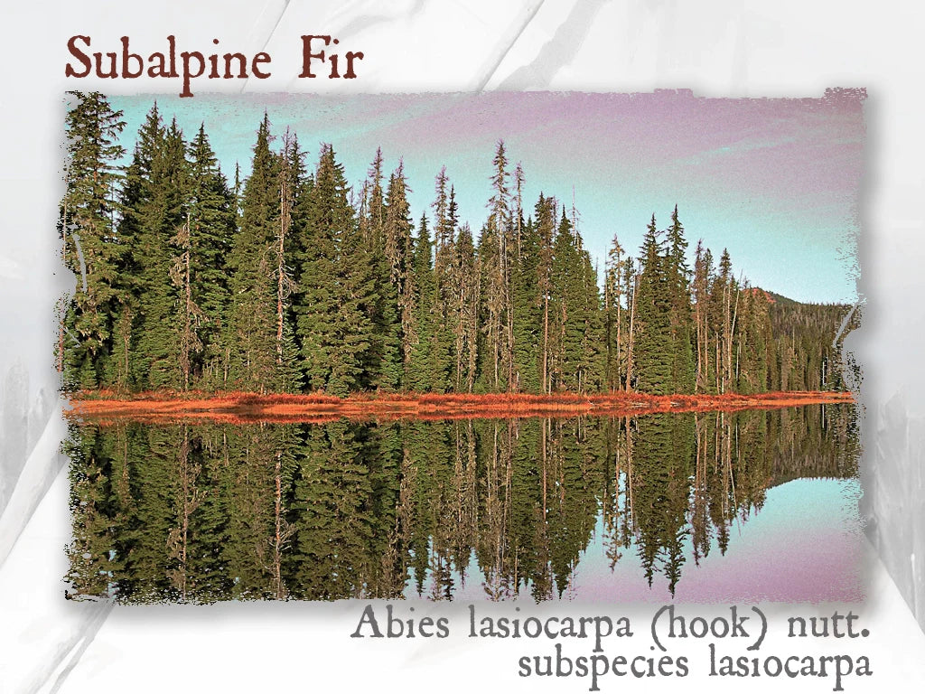 Rocky Mountain Fir Hydrosol (Abies lasiocarpa (hook.) nutt. var. lasiocarpa)