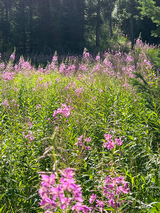 2 Day Fireweed Harvest to Hydrosol Educational Workshop Friday and Saturday August 30 and 31