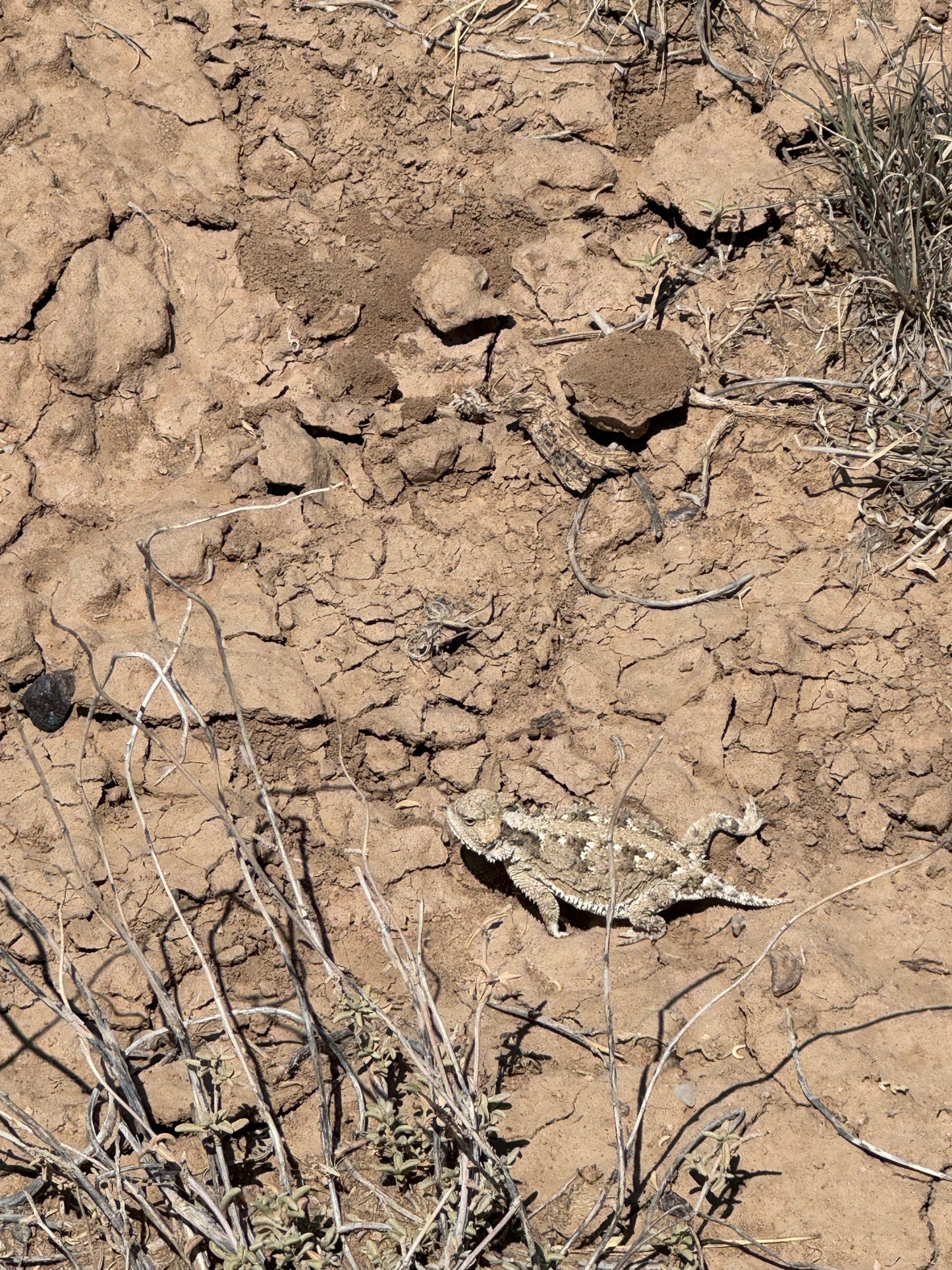 Red Desert Three Day Tour June 26-28, 2026