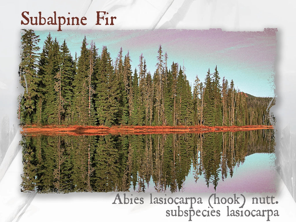 Rocky Mountain Fir Essential Oil (Abies lasiocarpa (hook.) nutt. var. lasiocarpa)