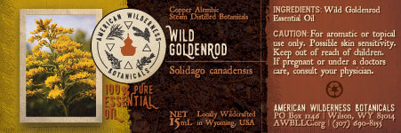 Wild Goldenrod Essential Oil (Solidago gigantea var. leiophylla)